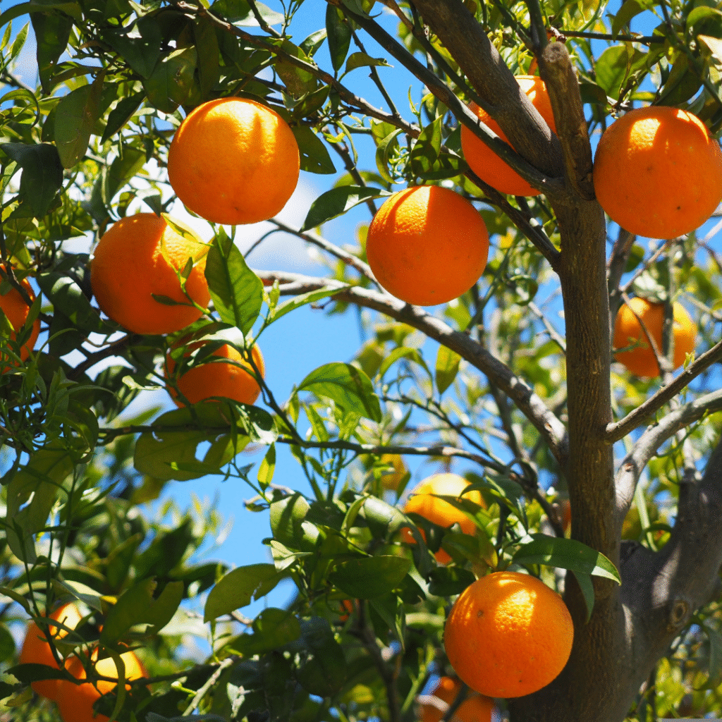 Sydney Harvest